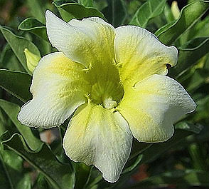 (image for) Adenium Seeds 'Vanilla Ice' (5 Seeds) - Click Image to Close